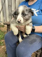 Charlotte, a female Australian Shepherd for sale in Sneedville, TN – 2 of 3