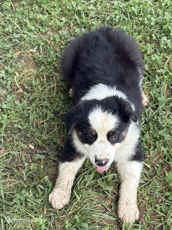 Colin – Australian Shepherd puppy for sale in Sneedville, TN