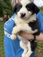 Colin, a male Australian Shepherd for sale in Sneedville, TN – 2 of 3