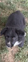 Roger, a male Australian Shepherd for sale in Sneedville, TN – 5 of 5
