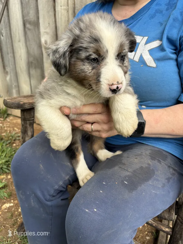 Charlotte – Australian Shepherd puppy for sale in Sneedville, TN