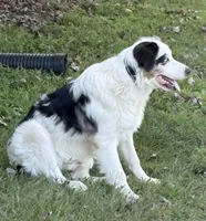 Fatterson, a male Australian Shepherd for sale in Sneedville, TN – 5 of 7