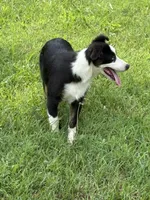 Collette, a female Australian Shepherd for sale in Sneedville, TN – 4 of 6