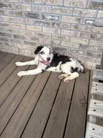 Fatterson, a male Australian Shepherd for sale in Sneedville, TN – 8 of 8
