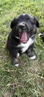 Patch, a male Australian Shepherd for sale in Sneedville, TN – 5 of 5