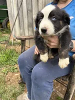 Zorro, a male Australian Shepherd for sale in Sneedville, TN – 2 of 2