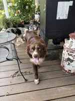 Rogan, a male Australian Shepherd for sale in Sneedville, TN – 1 of 5