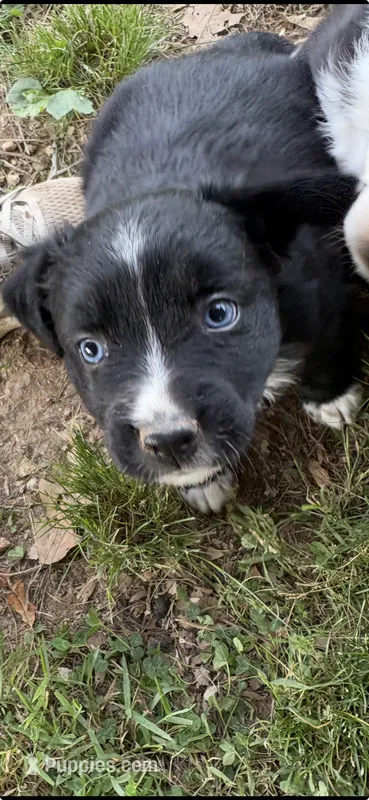 Playful – Australian Shepherd puppy for sale in Sneedville, TN