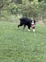 Collette, a female Australian Shepherd for sale in Sneedville, TN – 3 of 6