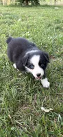 Collette, a female Australian Shepherd for sale in Sneedville, TN – 5 of 5
