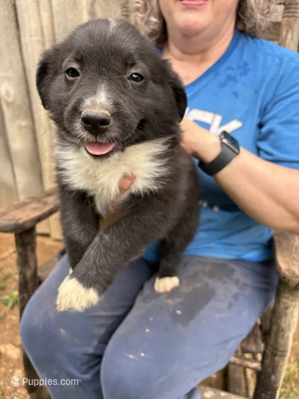 Roger – Australian Shepherd puppy for sale in Sneedville, TN