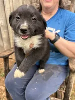 Roger, a male Australian Shepherd for sale in Sneedville, TN – 1 of 3