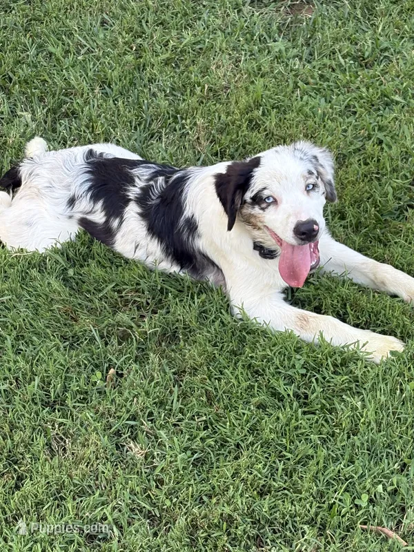 Fatterson – Australian Shepherd puppy for sale in Sneedville, TN