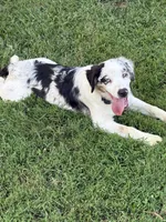Fatterson, a male Australian Shepherd for sale in Sneedville, TN – 1 of 8