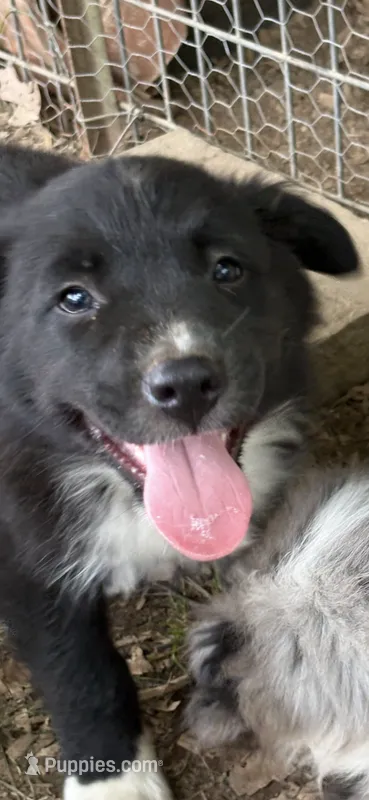 Roger – Australian Shepherd puppy for sale in Sneedville, TN