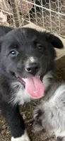 Roger, a male Australian Shepherd for sale in Sneedville, TN – 1 of 5