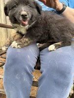Patch, a male Australian Shepherd for sale in Sneedville, TN – 3 of 3