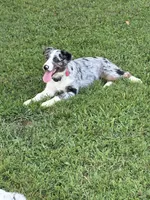 Charlotte, a female Australian Shepherd for sale in Sneedville, TN – 7 of 7
