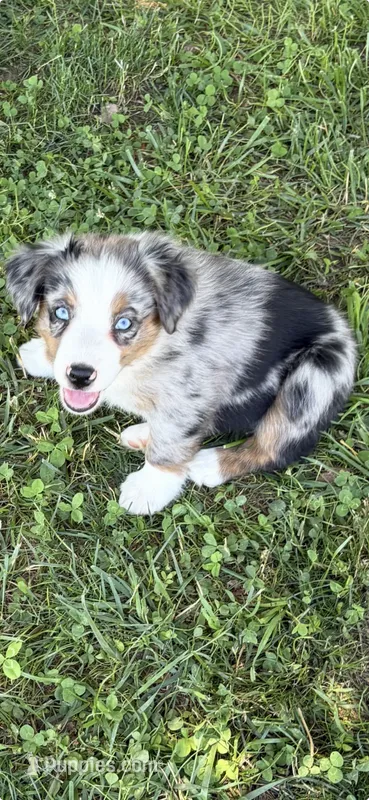 Edith – Australian Shepherd puppy for sale in Sneedville, TN
