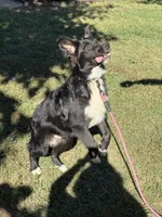 Roger, a male Australian Shepherd for sale in Sneedville, TN – 4 of 6