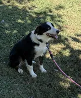 Collette, a female Australian Shepherd for sale in Sneedville, TN – 2 of 9