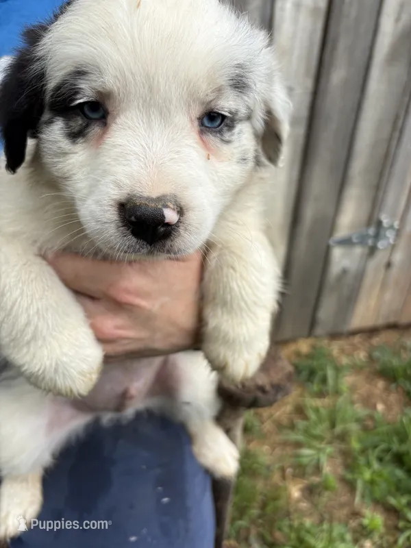 Fatterson – Australian Shepherd puppy for sale in Sneedville, TN