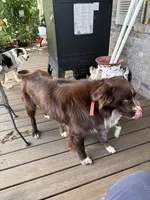 Rogan, a male Australian Shepherd for sale in Sneedville, TN – 2 of 5