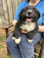 Roger, a male Australian Shepherd for sale in Sneedville, TN – 3 of 3