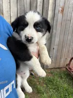 Colin, a male Australian Shepherd for sale in Sneedville, TN – 3 of 3