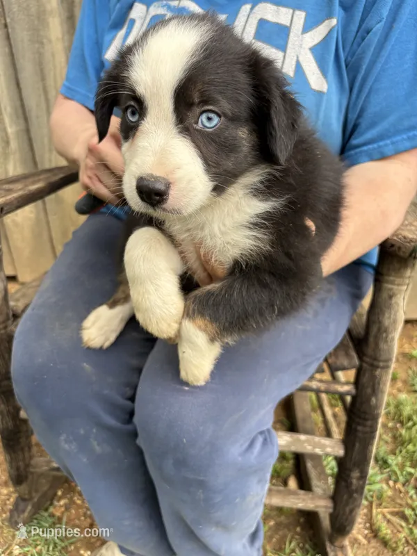 Collette – Australian Shepherd puppy for sale in Sneedville, TN