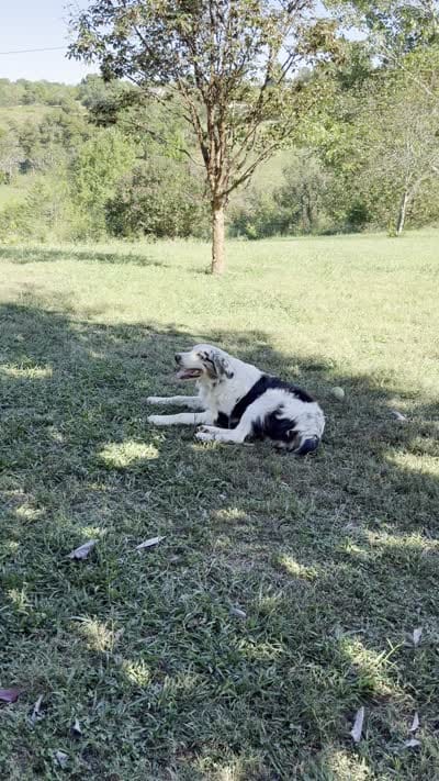 Fatterson, a male Australian Shepherd for sale in Sneedville, TN – 7 of 7