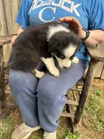Collette, a female Australian Shepherd for sale in Sneedville, TN – 2 of 3