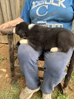 Collette, a female Australian Shepherd for sale in Sneedville, TN – 3 of 3
