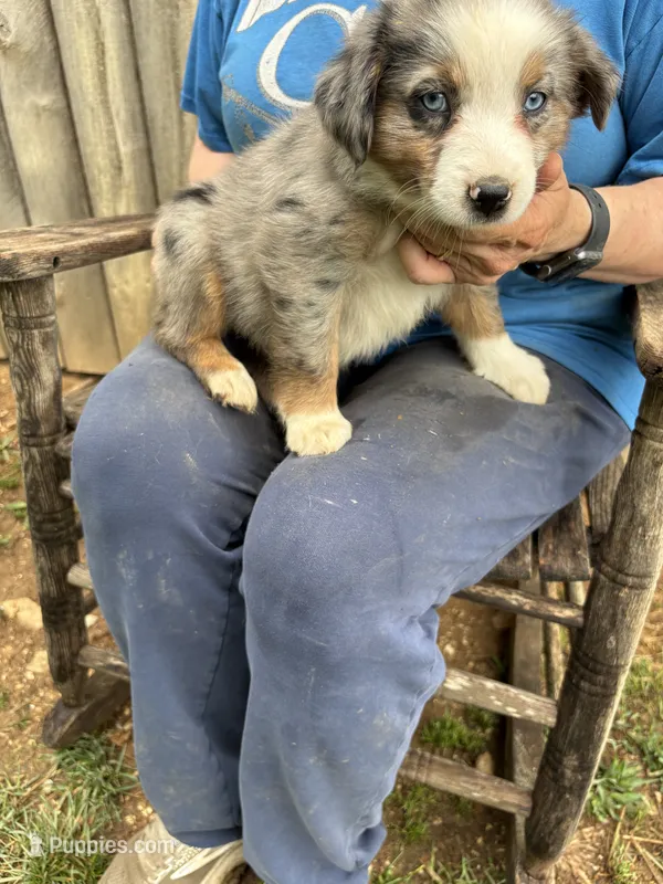 Edith – Australian Shepherd puppy for sale in Sneedville, TN