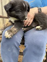 Patch, a male Australian Shepherd for sale in Sneedville, TN – 2 of 3