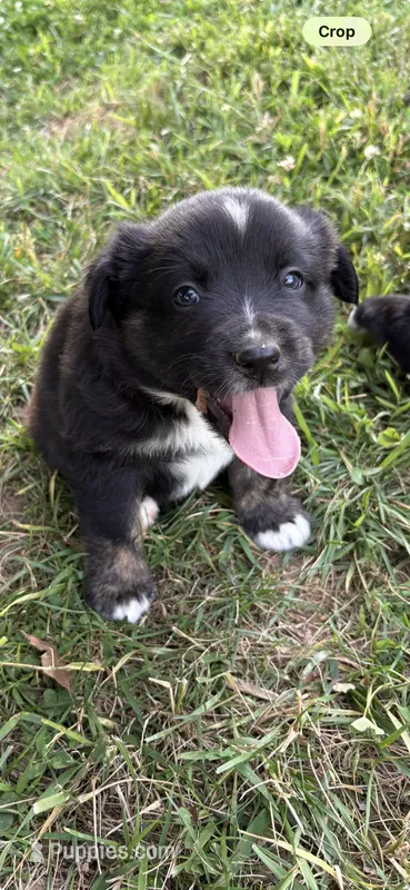 Patch – Australian Shepherd puppy for sale in Sneedville, TN