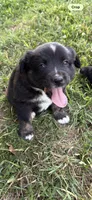 Patch, a male Australian Shepherd for sale in Sneedville, TN – 1 of 5