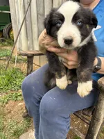 Zorro, a male Australian Shepherd for sale in Sneedville, TN – 1 of 2