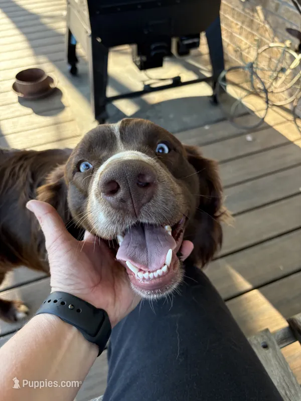 Rogan – Australian Shepherd puppy for sale in Sneedville, TN