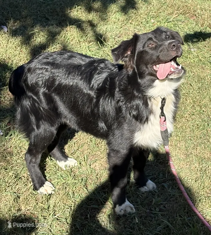 Roger – Australian Shepherd puppy for sale in Sneedville, TN
