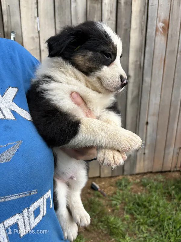 Colin – Australian Shepherd puppy for sale in Sneedville, TN