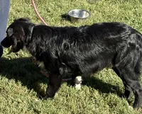 Roger, a male Australian Shepherd for sale in Sneedville, TN – 5 of 6