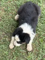 Colin, a male Australian Shepherd for sale in Sneedville, TN – 5 of 5