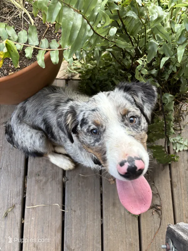 Charlotte – Australian Shepherd puppy for sale in Sneedville, TN