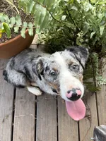 Charlotte, a female Australian Shepherd for sale in Sneedville, TN – 1 of 7