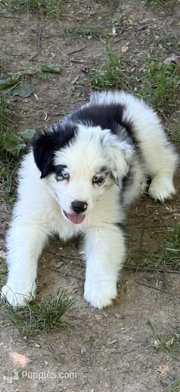 Fatterson – Australian Shepherd puppy for sale in Sneedville, TN