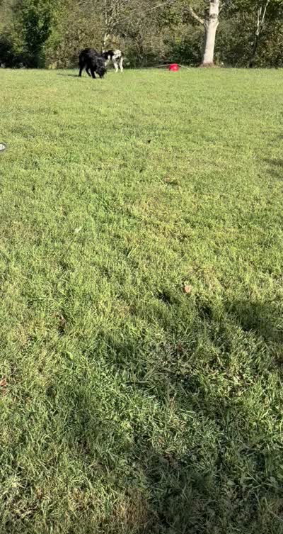 Roger, a male Australian Shepherd for sale in Sneedville, TN – 6 of 6