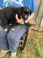 Playful, a female Australian Shepherd for sale in Sneedville, TN – 2 of 2