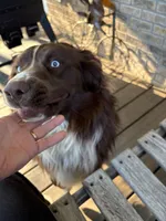 Rogan, a male Australian Shepherd for sale in Sneedville, TN – 2 of 3