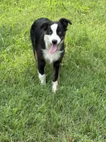 Collette, a female Australian Shepherd for sale in Sneedville, TN – 5 of 6